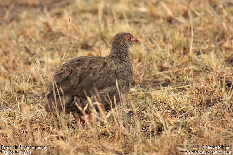 Francolin à gorge rouge