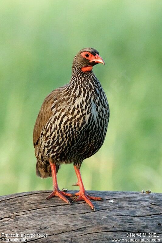 Red-necked Spurfowladult