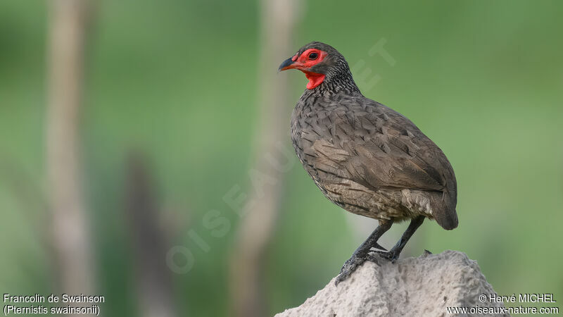 Francolin de Swainsonadulte