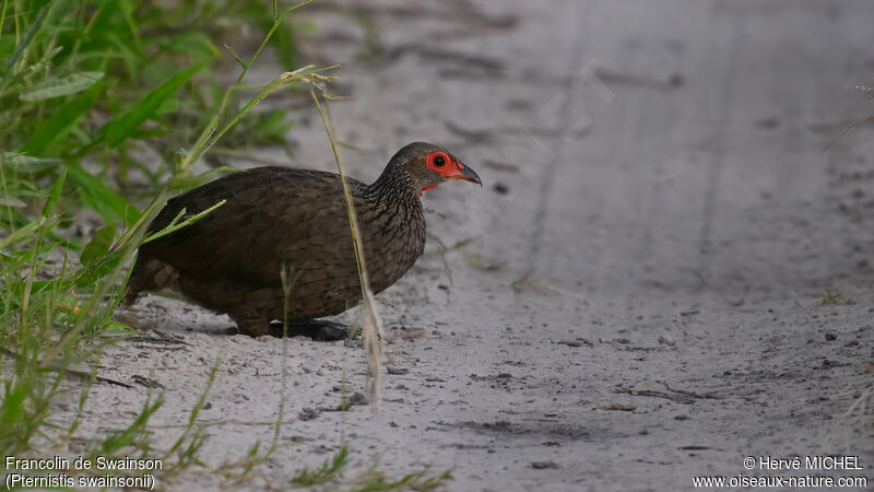 Swainson's Spurfowl