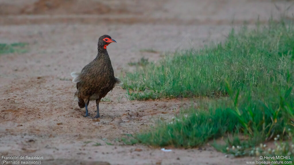Francolin de Swainsonadulte