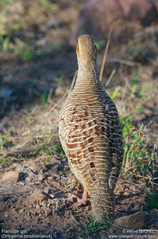 Grey Francolin