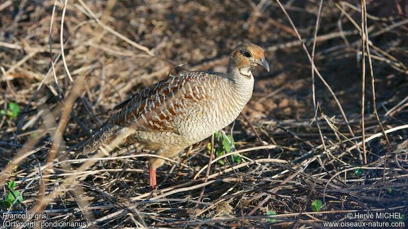 Grey Francolin