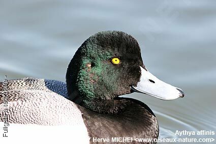 Lesser Scaup male adult breeding