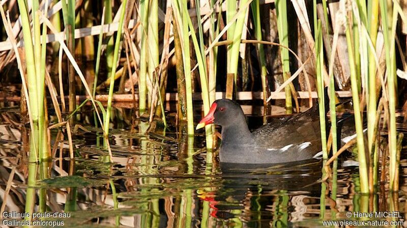 Gallinule poule-d'eauadulte, identification