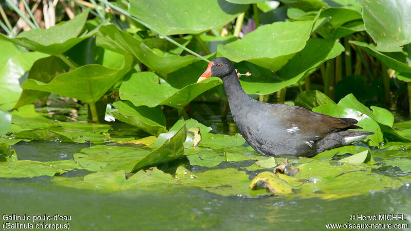 Common Moorhen