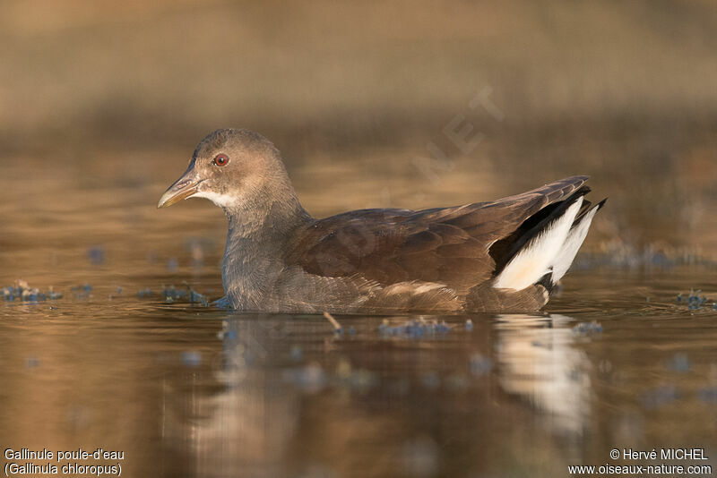 Gallinule poule-d'eaujuvénile