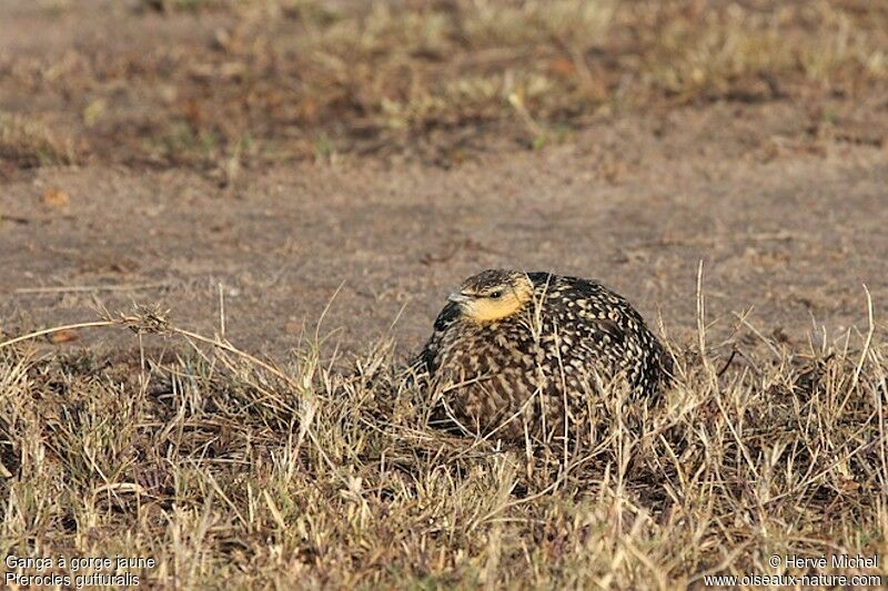 Yellow-throated Sandgrouse female adult