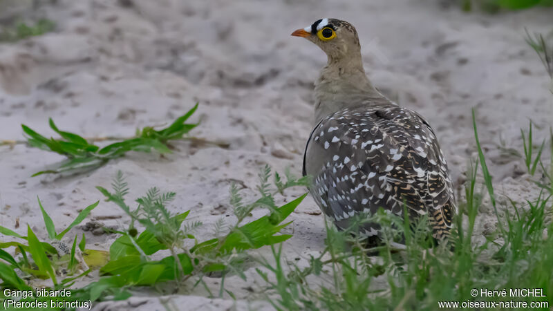 Double-banded Sandgrouse male adult