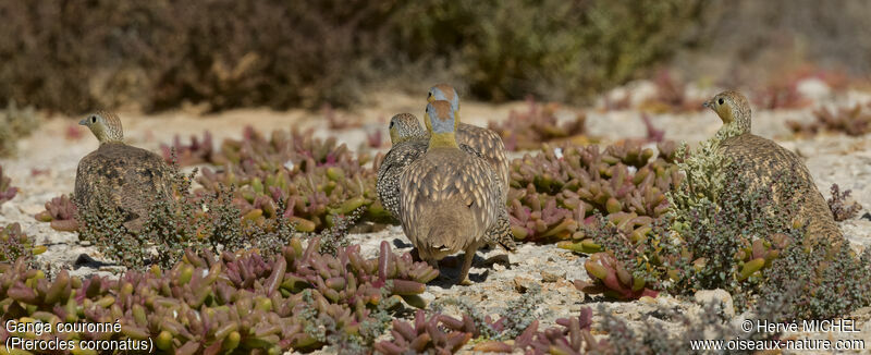 Crowned Sandgrouse