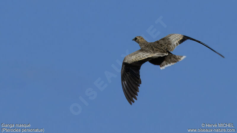 Madagascar Sandgrouse female adult