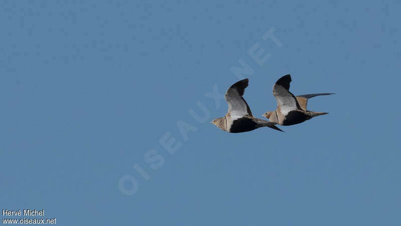 Black-bellied Sandgrouseadult, Behaviour