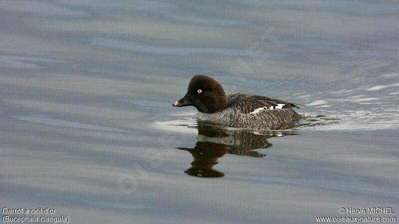 Common Goldeneye female adult breeding