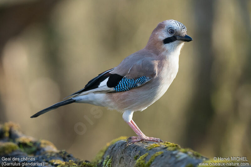 Eurasian Jay