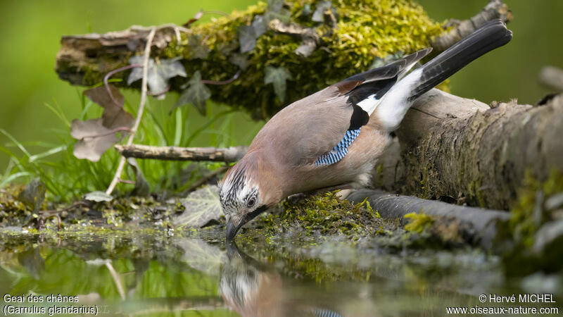 Eurasian Jay