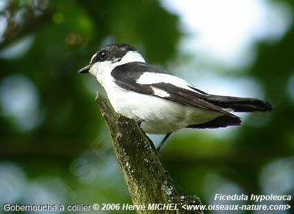 Collared Flycatcher male adult breeding