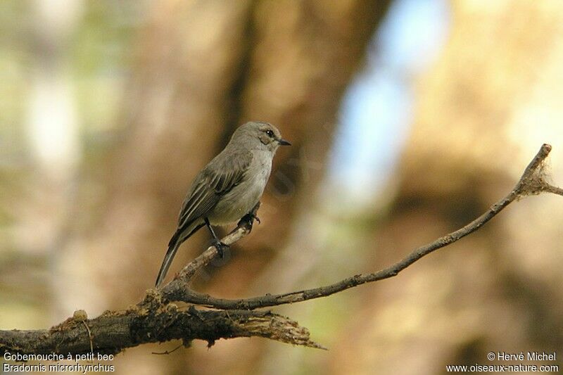 African Grey Flycatcher