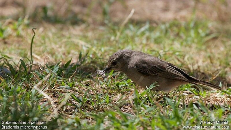 African Grey Flycatcher