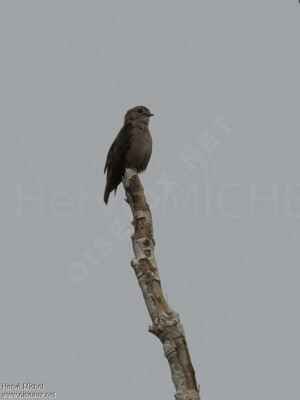 Ussher's Flycatcheradult, identification