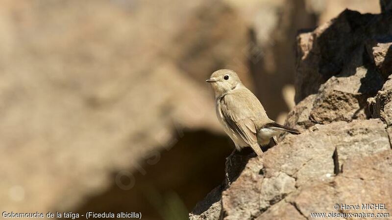 Taiga Flycatcher