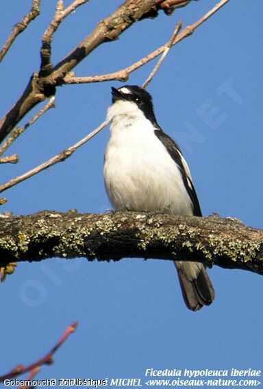 Gobemouche noir