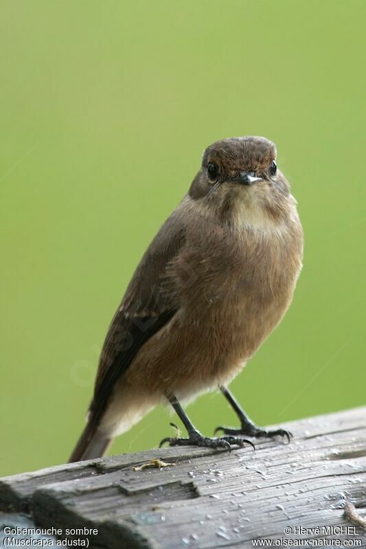 African Dusky Flycatcher