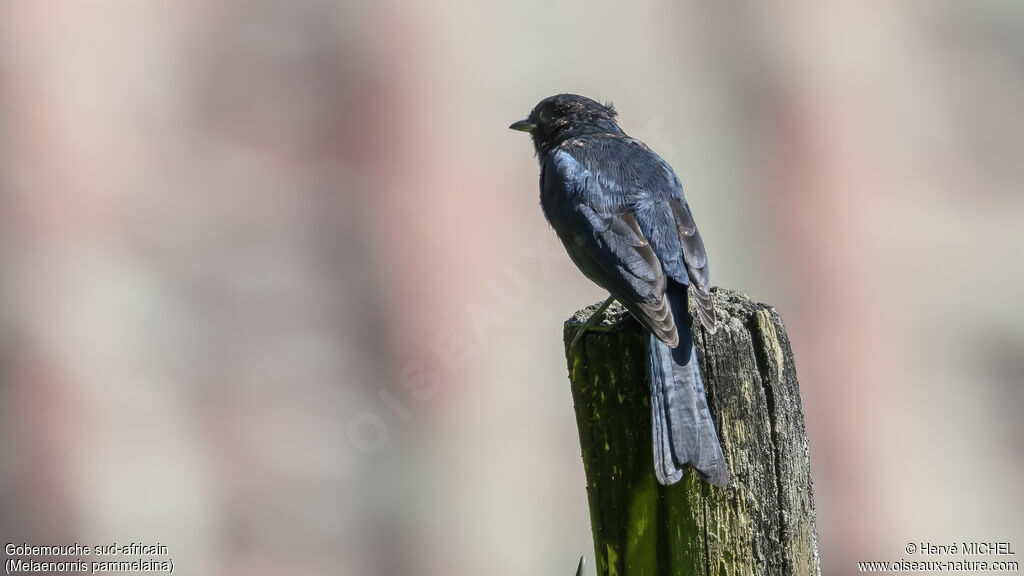 Southern Black Flycatcher