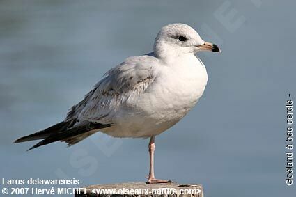 Ring-billed Gullimmature