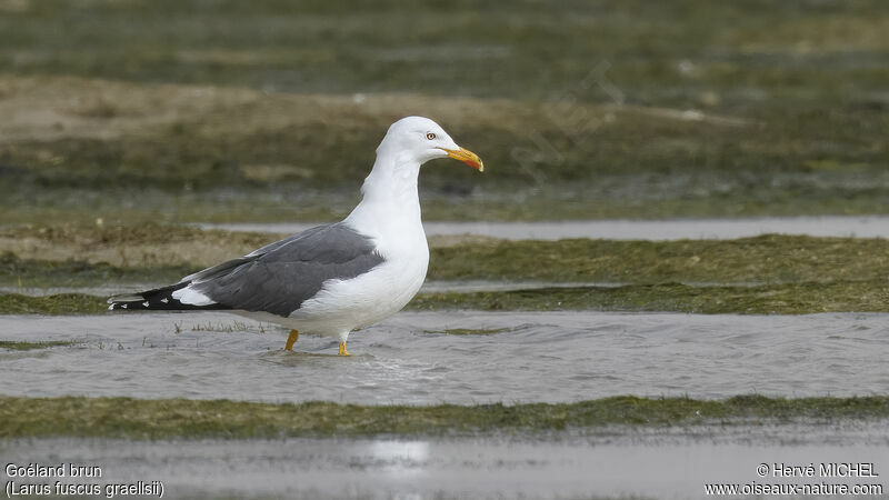 Lesser Black-backed Gulladult breeding