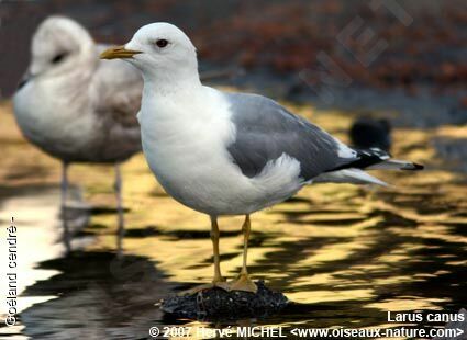 Common Gulladult breeding