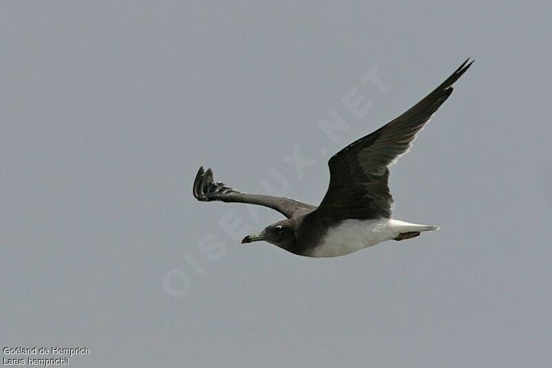 Sooty Gulladult post breeding, Flight