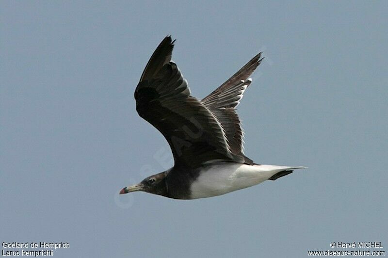 Sooty Gulladult post breeding, Flight