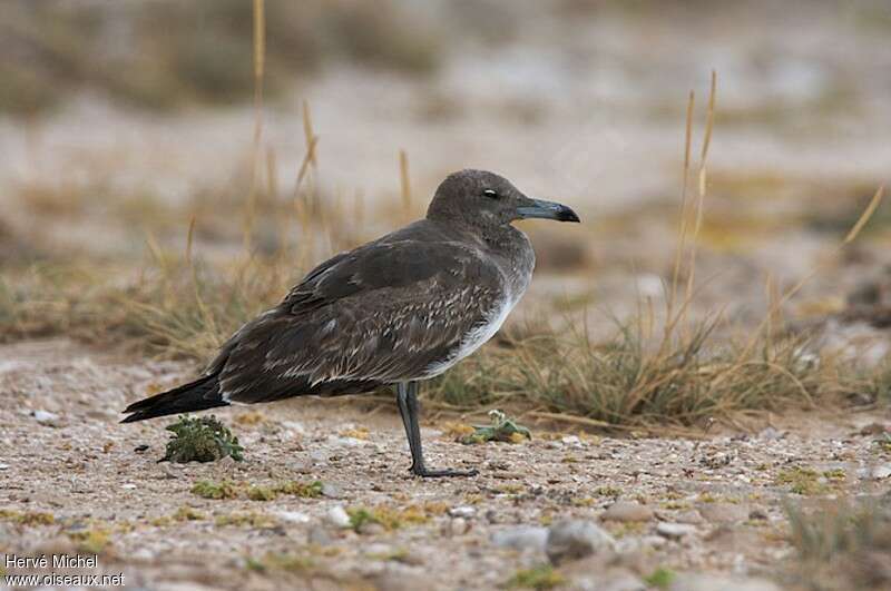 Sooty GullSecond year, identification