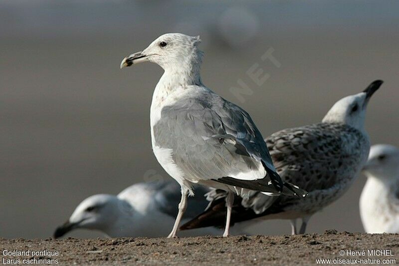 Caspian Gulladult post breeding, identification