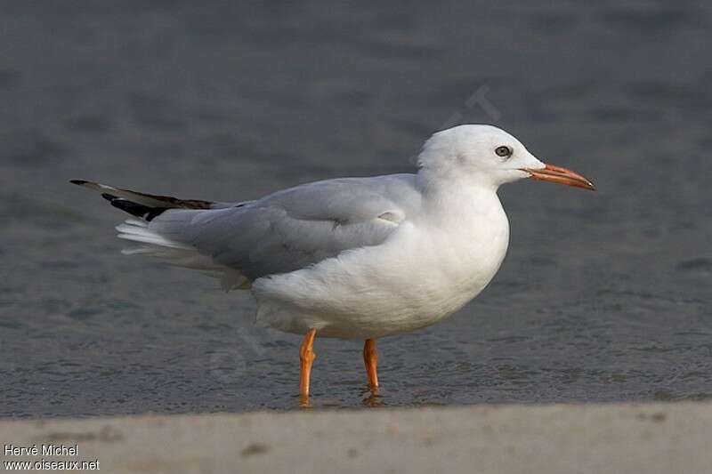 Slender-billed Gulladult post breeding, identification