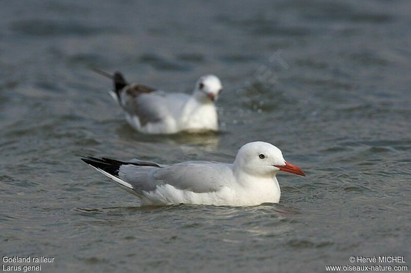 Slender-billed Gulladult breeding, identification