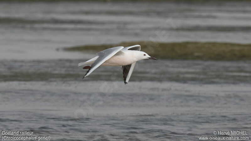 Slender-billed Gulladult