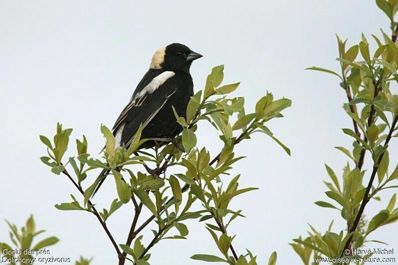 Bobolink male