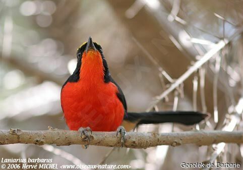 Yellow-crowned Gonolek