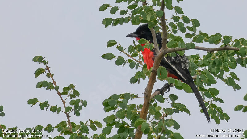 Crimson-breasted Shrike