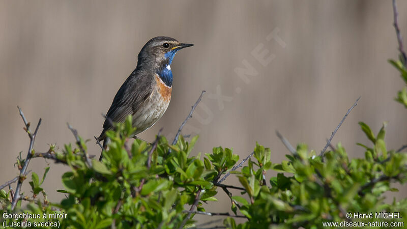 Bluethroat male adult breeding