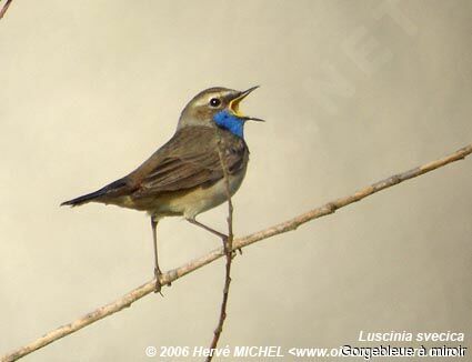 Bluethroat male adult breeding