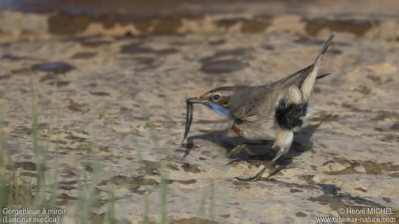 Bluethroat male adult breeding, feeding habits