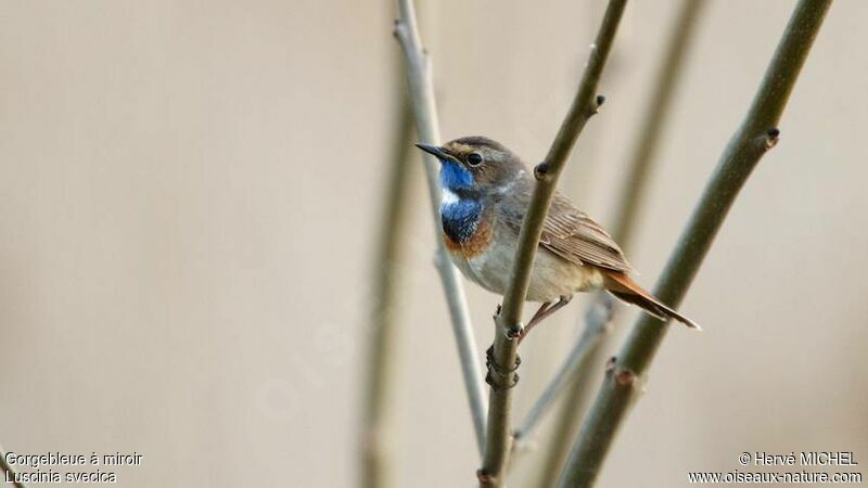 Bluethroat male adult breeding