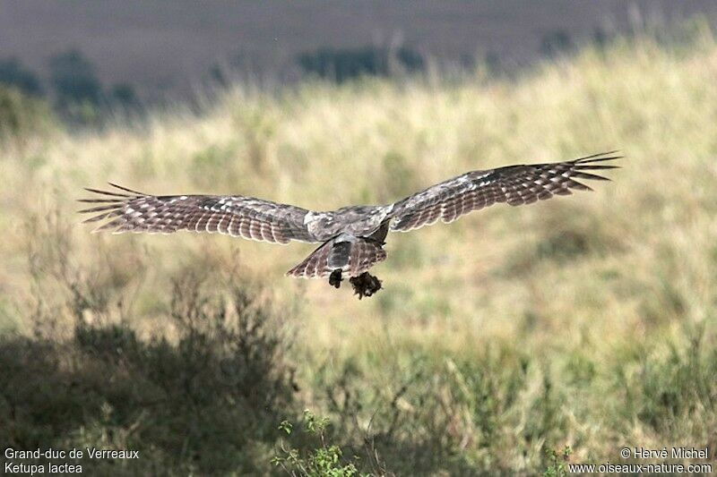 Verreaux's Eagle-Owl