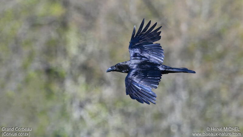 Northern Raven