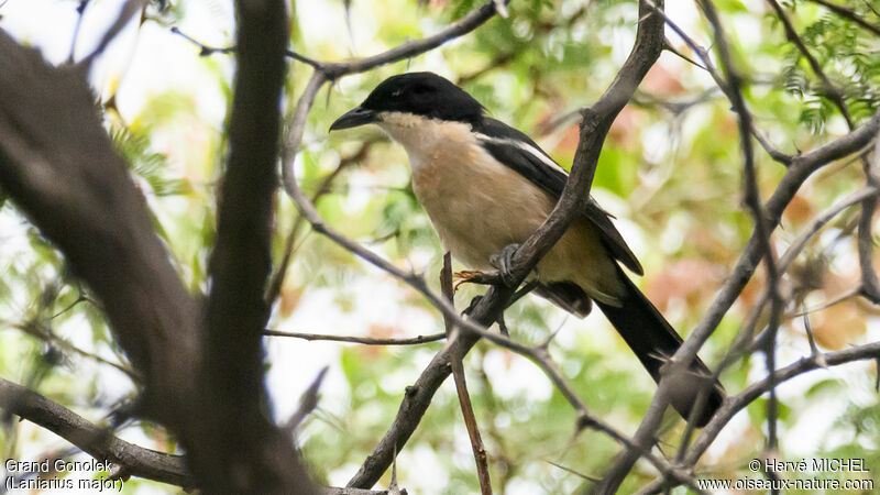 Tropical Boubou