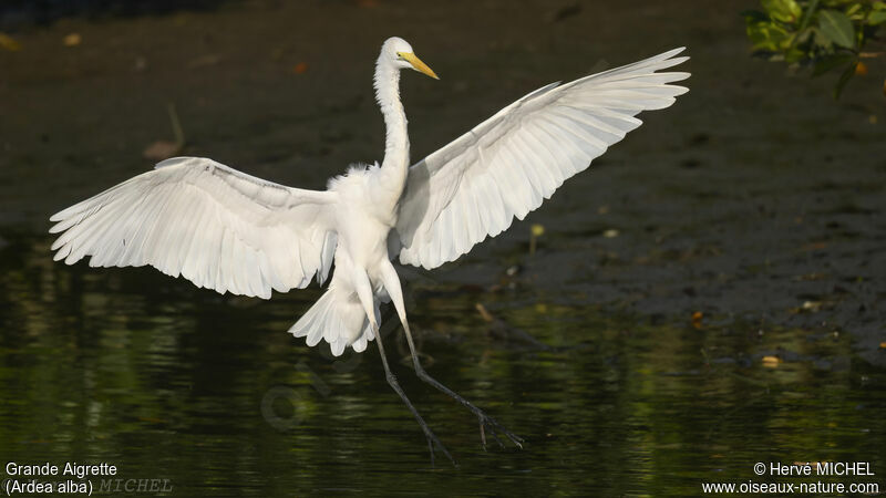 Grande Aigrette