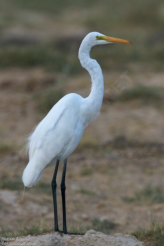 Great Egretadult post breeding, identification