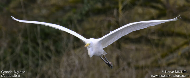 Grande Aigrette